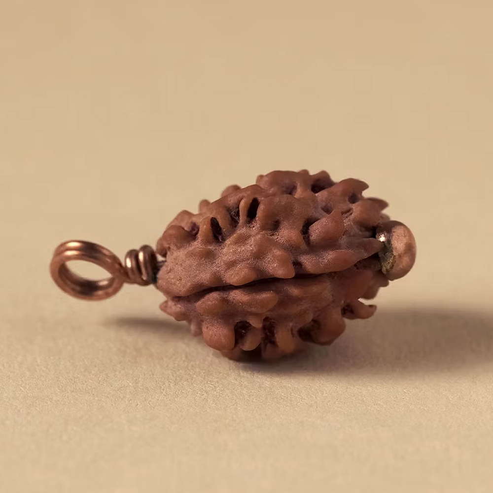 Authentic Isha Dwimukhi Rudraksha bead - Image 2