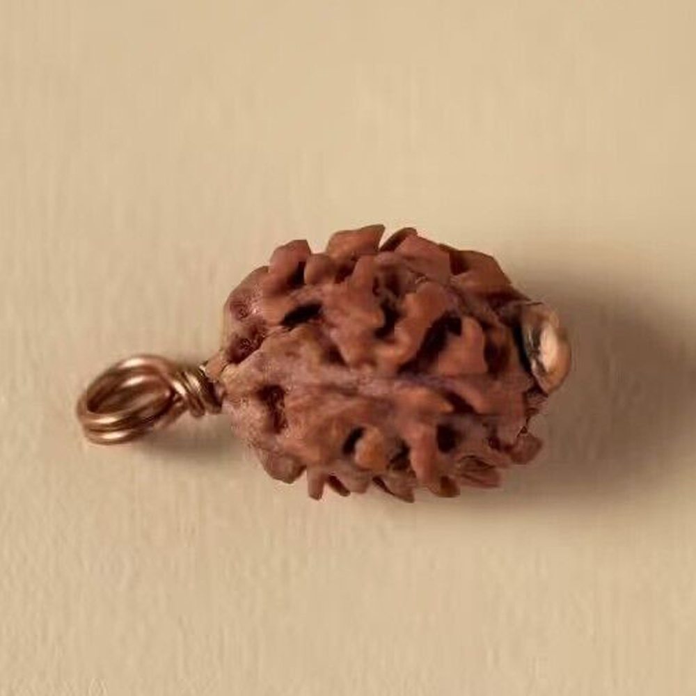 Authentic Isha Dwimukhi Rudraksha bead